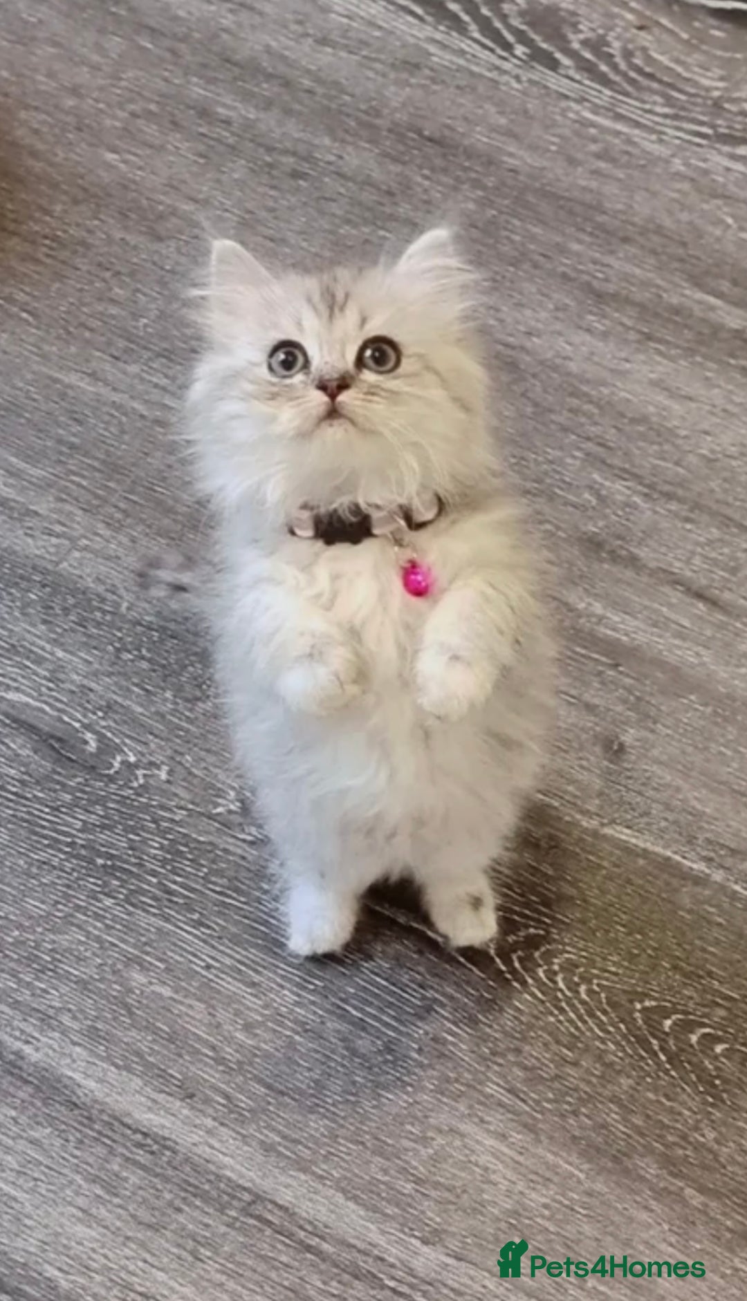 Persian cats for sale: Gorgeous Persian chinchilla  - Image 1