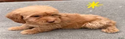 Cockapoo dogs for sale: 6 F1B COCKAPOO PUPPIES in Ashford - Advert 9