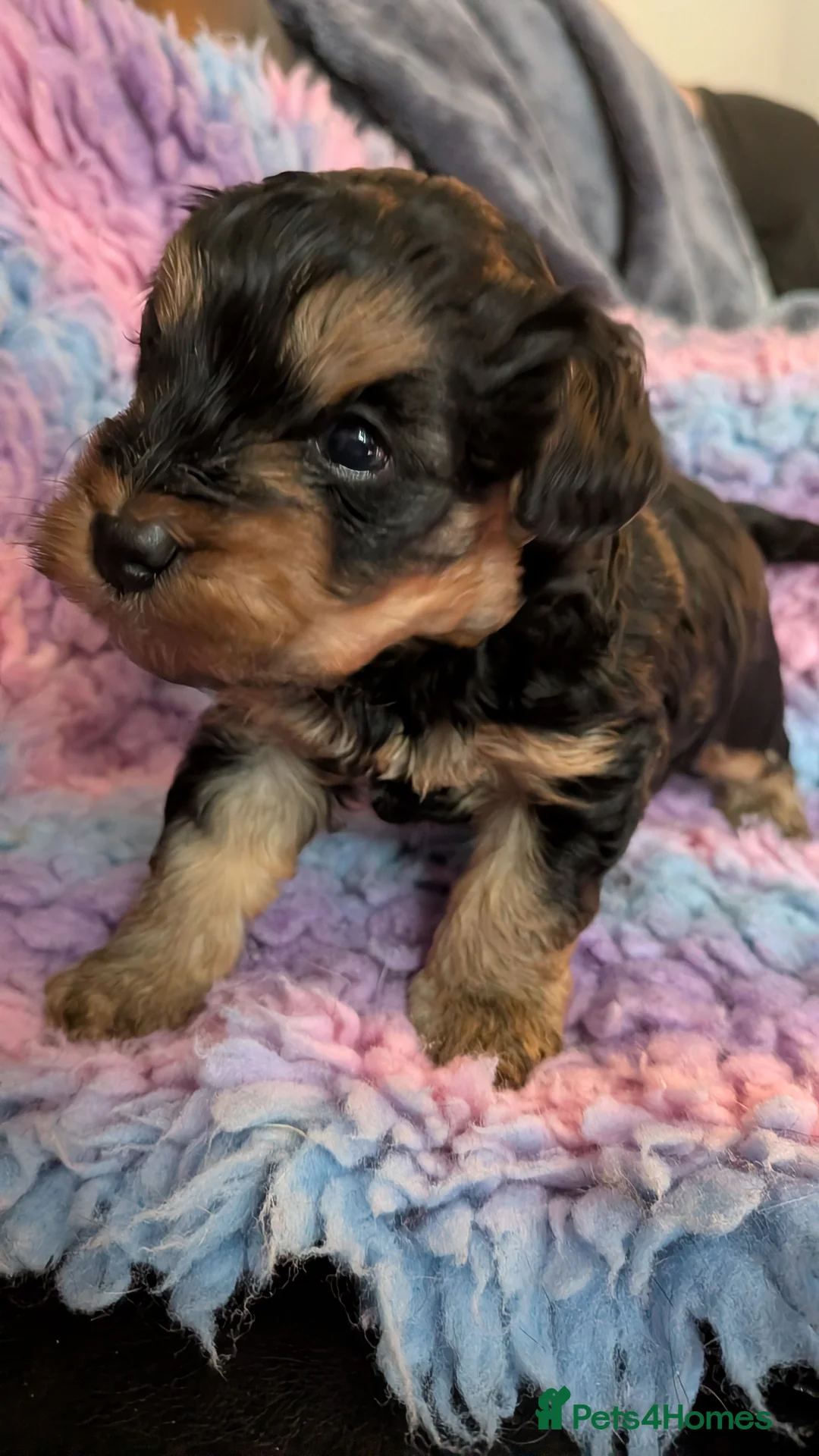 Yorkiepoo dogs for sale: Yorkiepoo puppies - Advert 5
