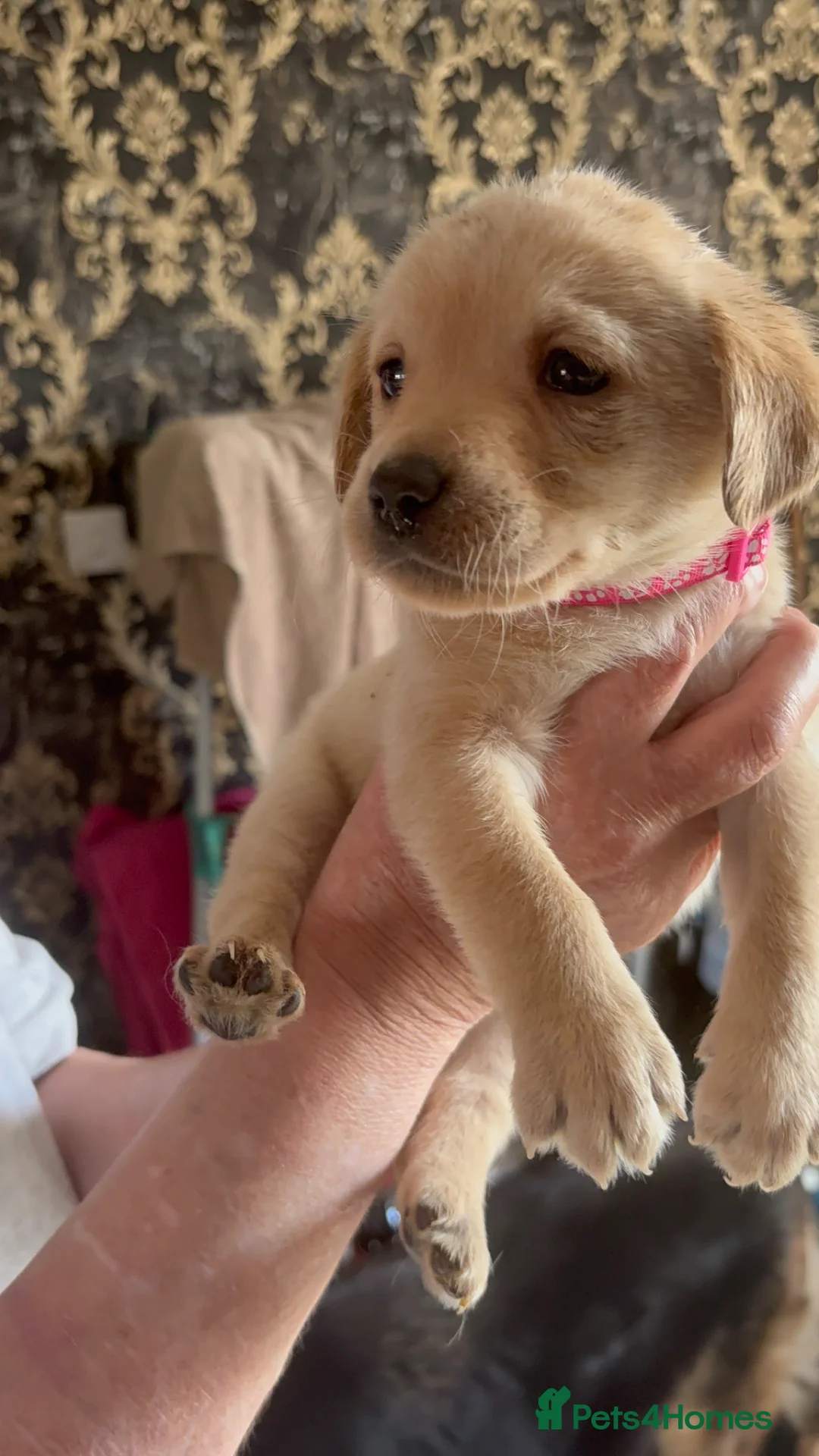 Labrador Retriever dogs for sale: Beautiful Labrador puppies  in Guisborough - Advert 10