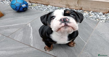 Olde English Bulldogge dogs - Advert 14