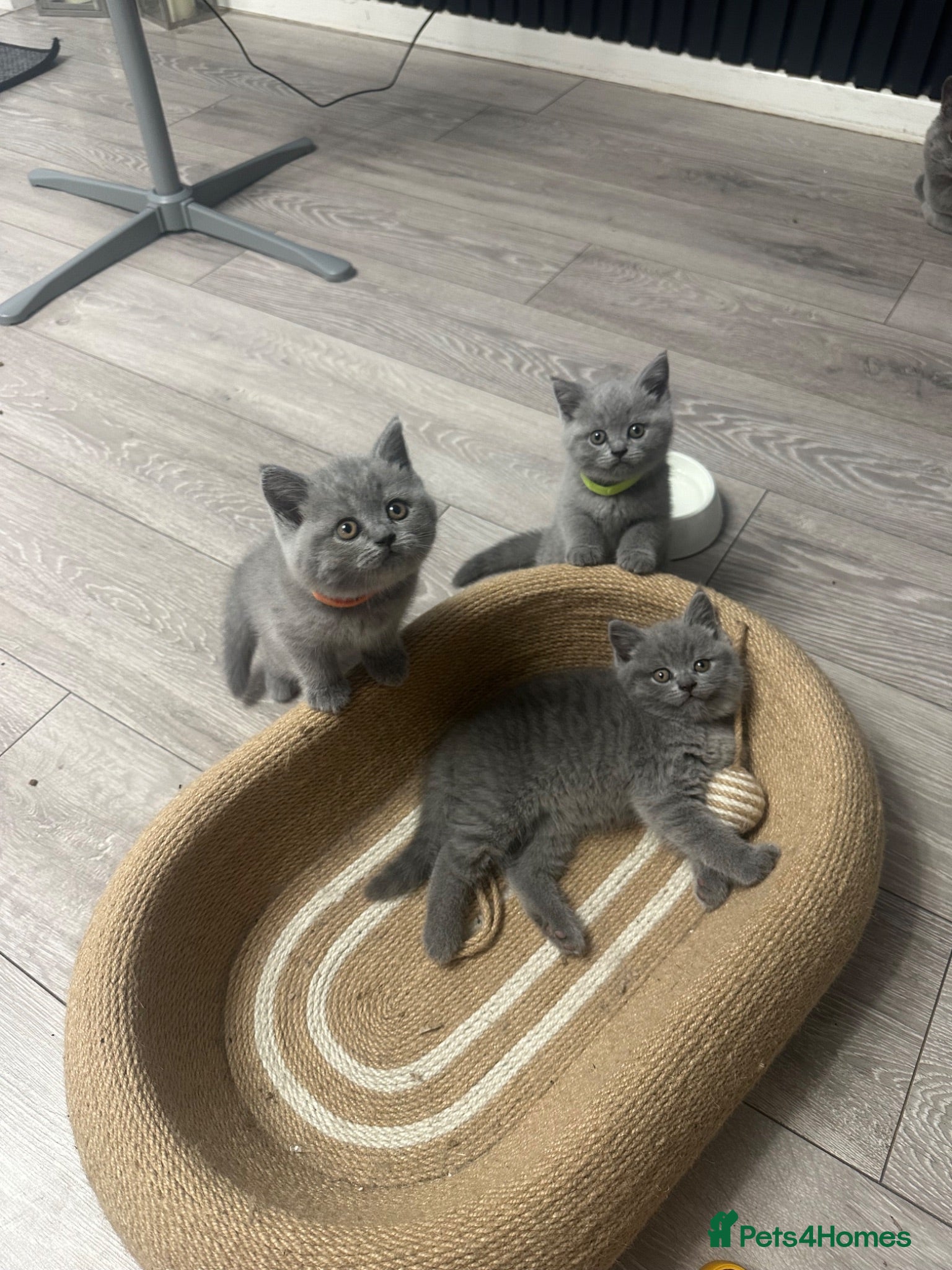 British Shorthair cats 4 beautiful blue British short hair kittens  - Advert 7