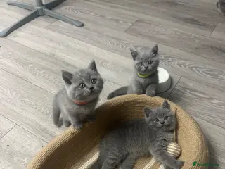 British Shorthair cats 4 beautiful blue British short hair kittens - Advert 7