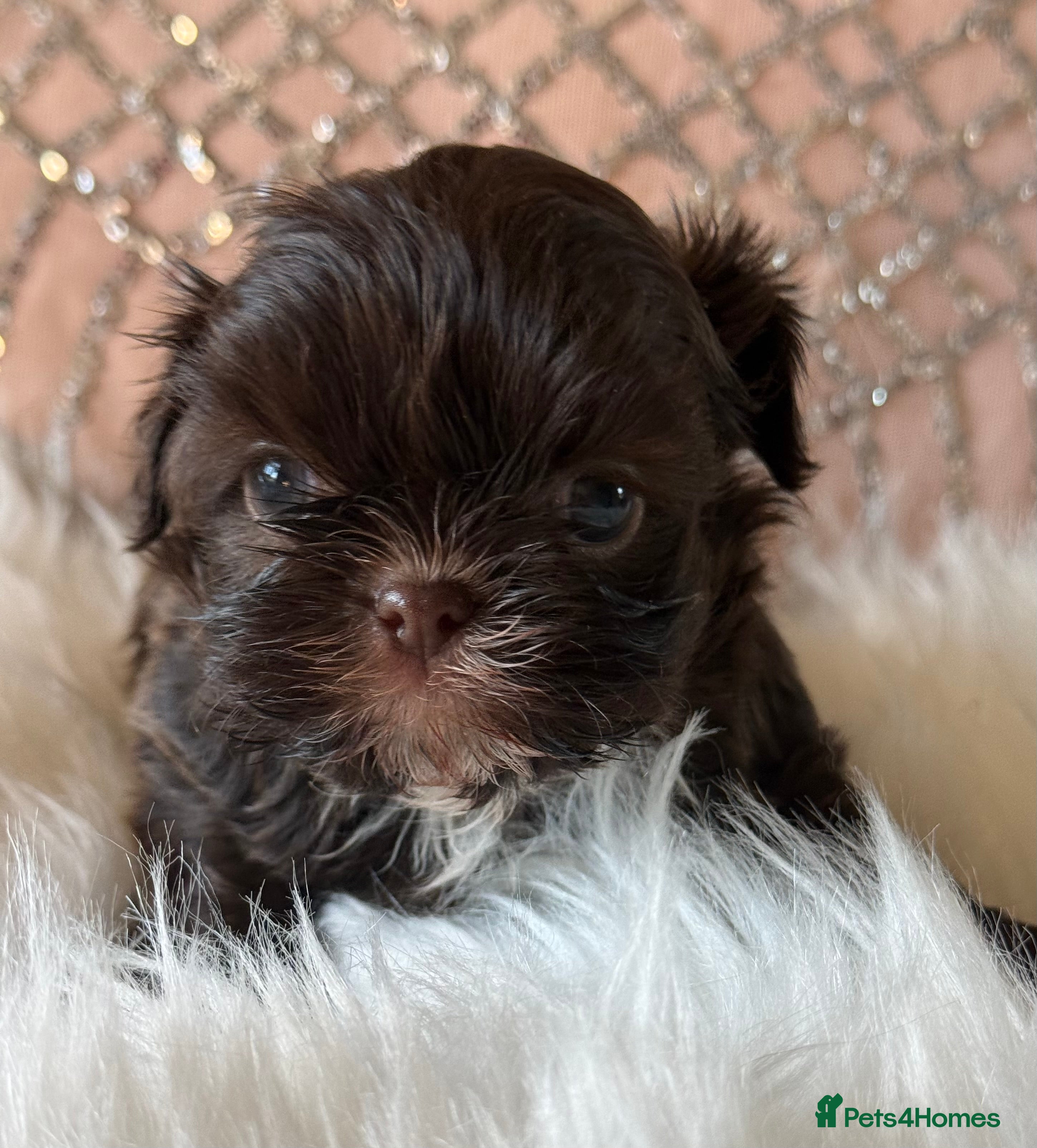 Shih Tzu dogs Imperial Shih Tzu - Advert 7