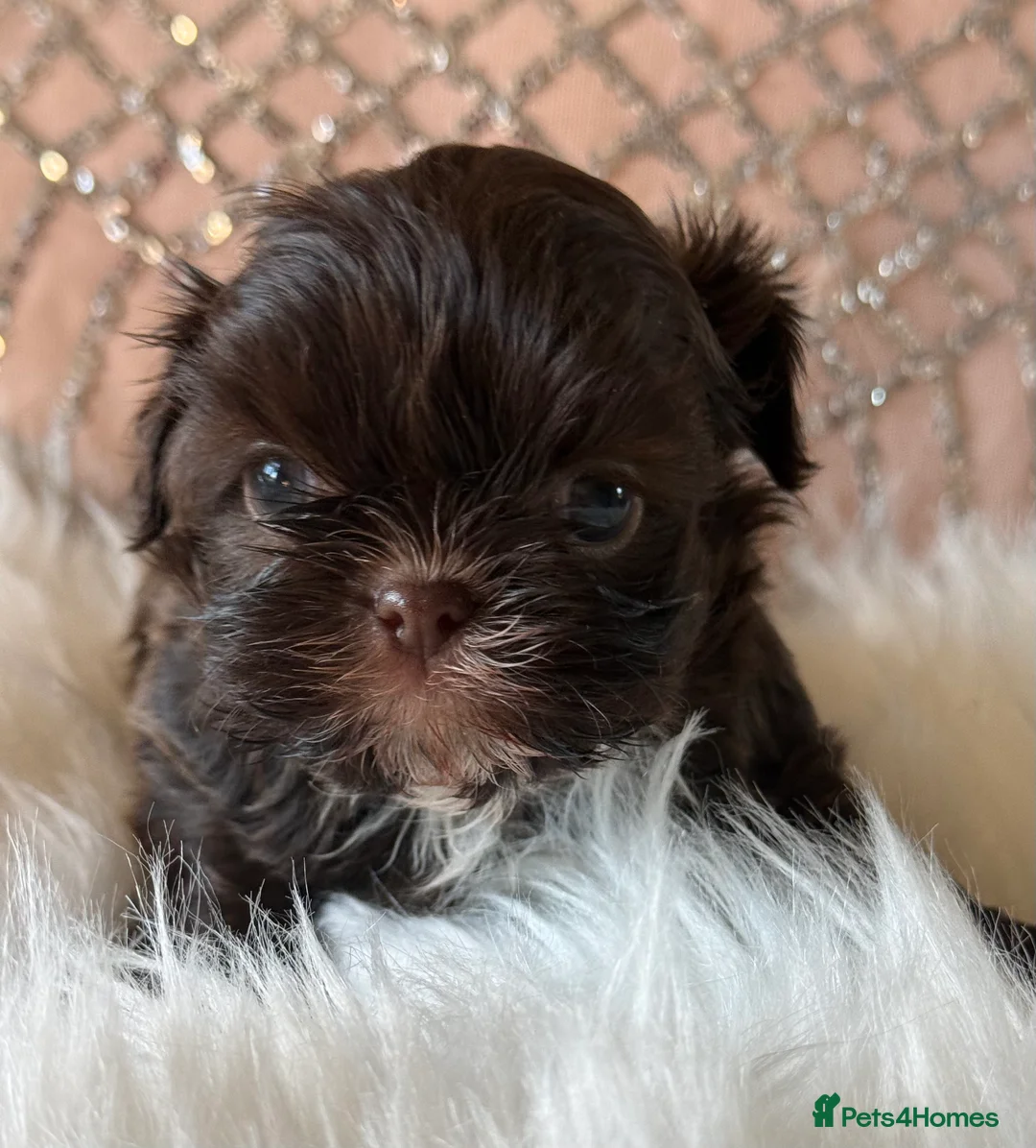 Shih Tzu dogs for sale: Imperial Shih Tzu - Advert 1