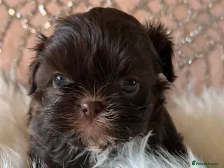 Shih Tzu dogs Imperial Shih Tzu - Advert 7