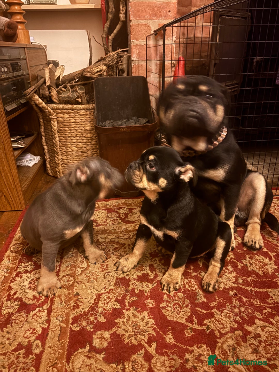 English Bulldog dogs for sale: English Bulldogs - Advert 6