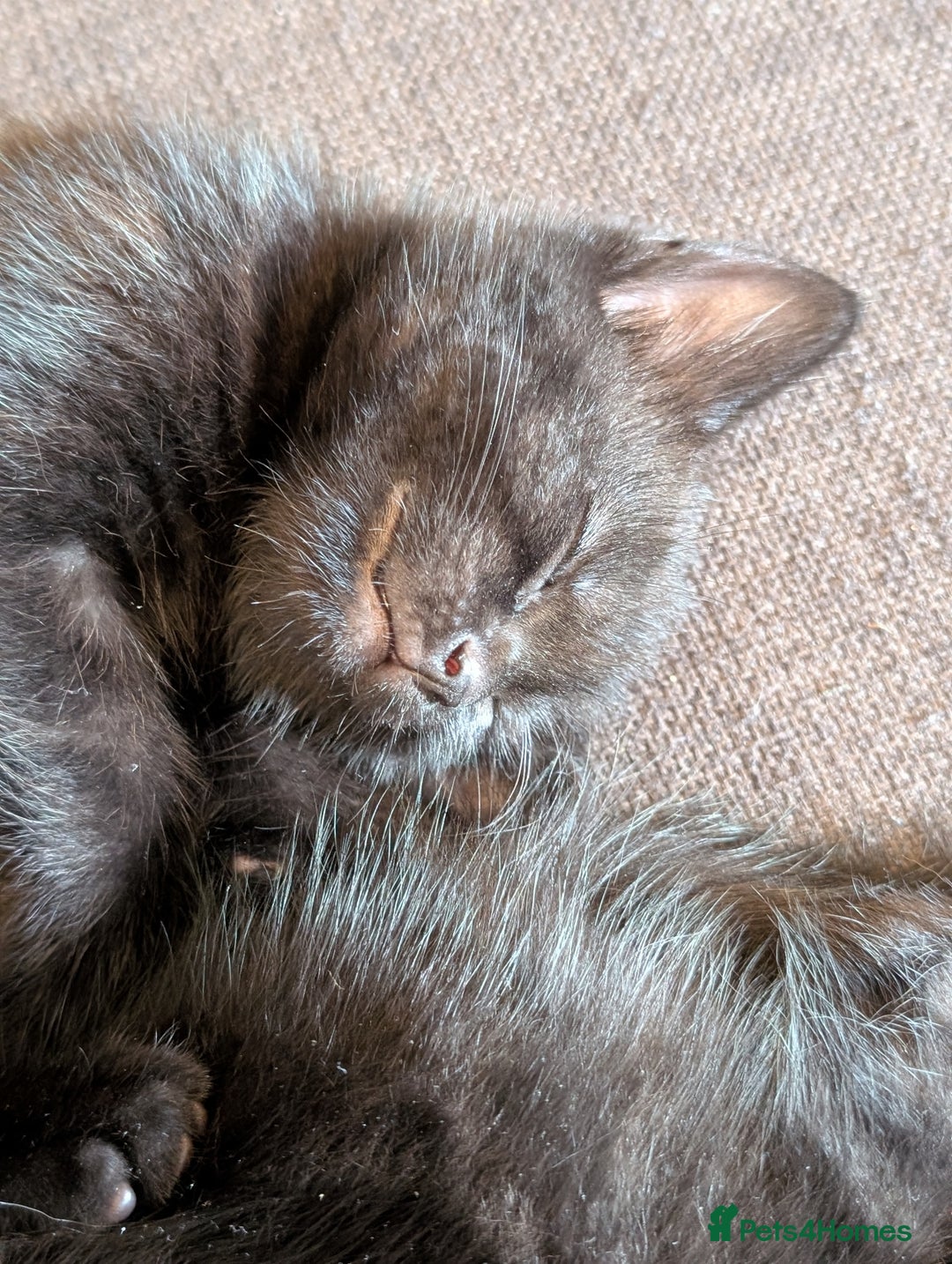 British Shorthair cats for sale: Beautiful black and white kittens for sale - Image 1