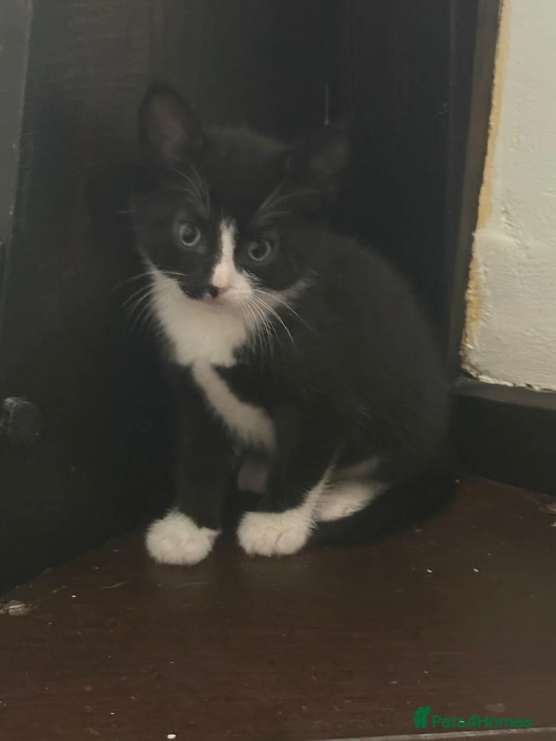 Domestic Shorthair cats for sale: Stunning kittens raised in a family home - Advert 15