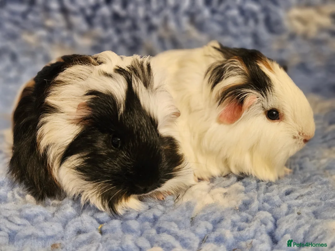 Guinea Pig rodents for sale: Bonded pairs of baby/young male guinea pigs - Advert 2