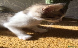 Mixed Breed cats for sale: Half British blue kittens  - Image 6