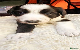 Sprollie dogs for sale: Puppies from Border Collie  - Image 17