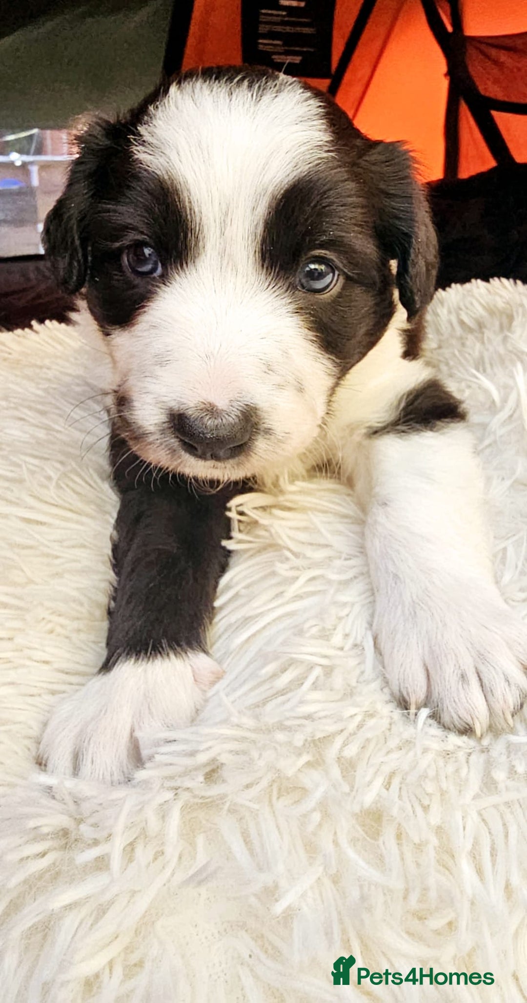 Sprollie dogs for sale: Puppies from Border Collie  - Image 17