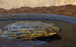 Frog reptiles for sale: Male Giant African Bull Frog - Image 3