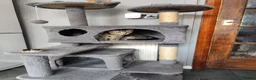 Mixed Breed cats for sale: Beautiful kittens ready for new home - Advert 6