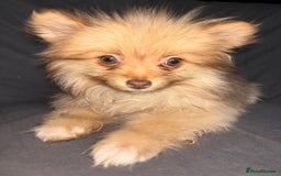 Pomeranian dogs for sale: Pomeranian females *READY TO LEAVE** - Image 6