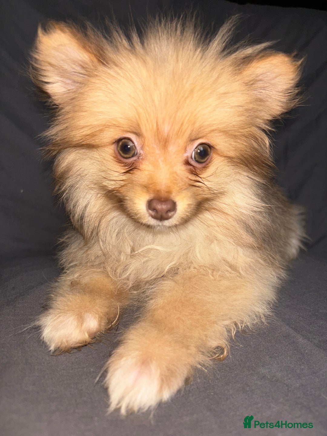 Pomeranian dogs for sale: Pomeranian females *READY TO LEAVE** - Image 6