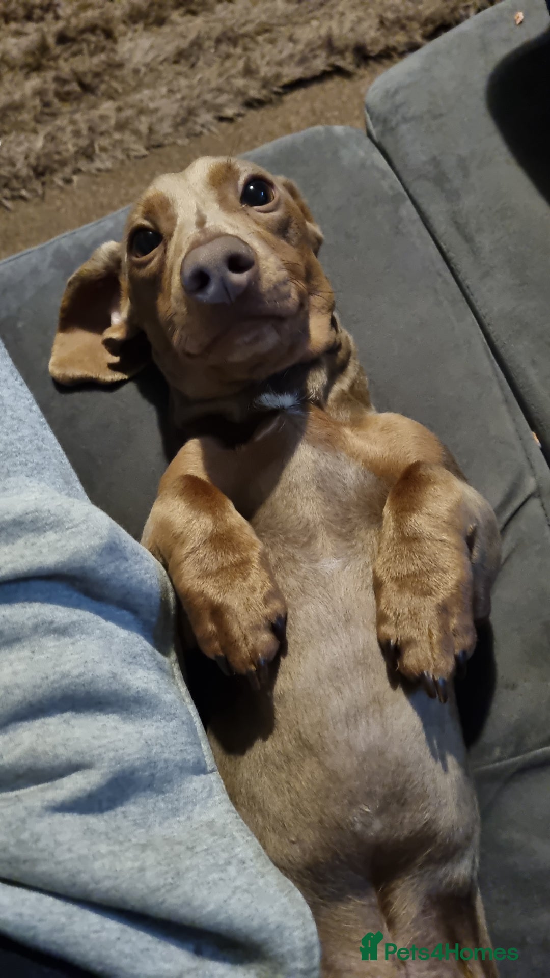 Miniature Dachshund dogs for stud: PROVEN KC Reg Miniature dachshund stud isabellatan - Advert 4