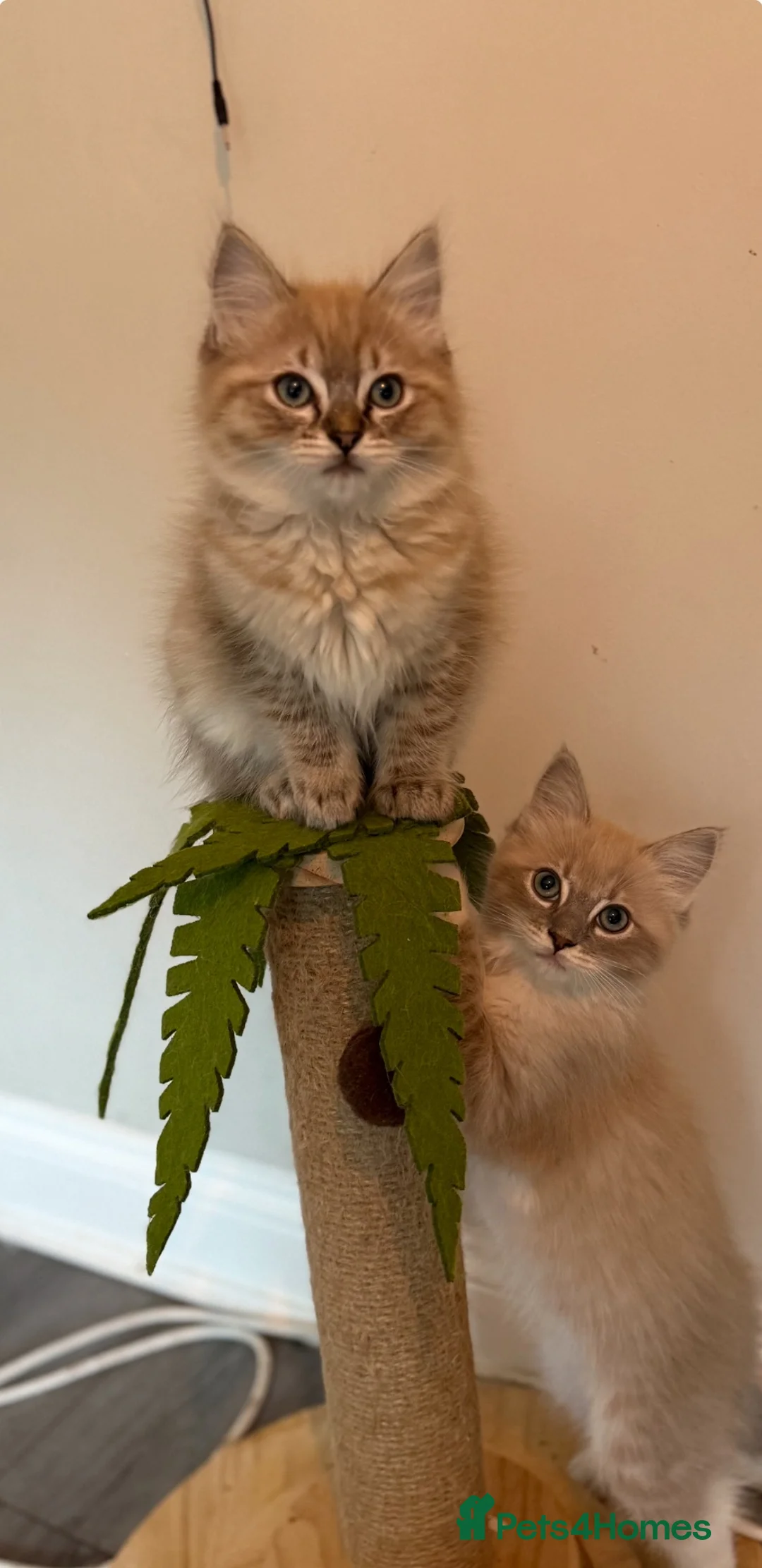 Ragdoll cats for sale: READY NOW! Last Female rare mink lynx ragdoll - Advert 2