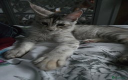 Maine Coon cats for sale: TICA REGISTERED PEDIGREE MAINE COON KITTEN'S - Image 7