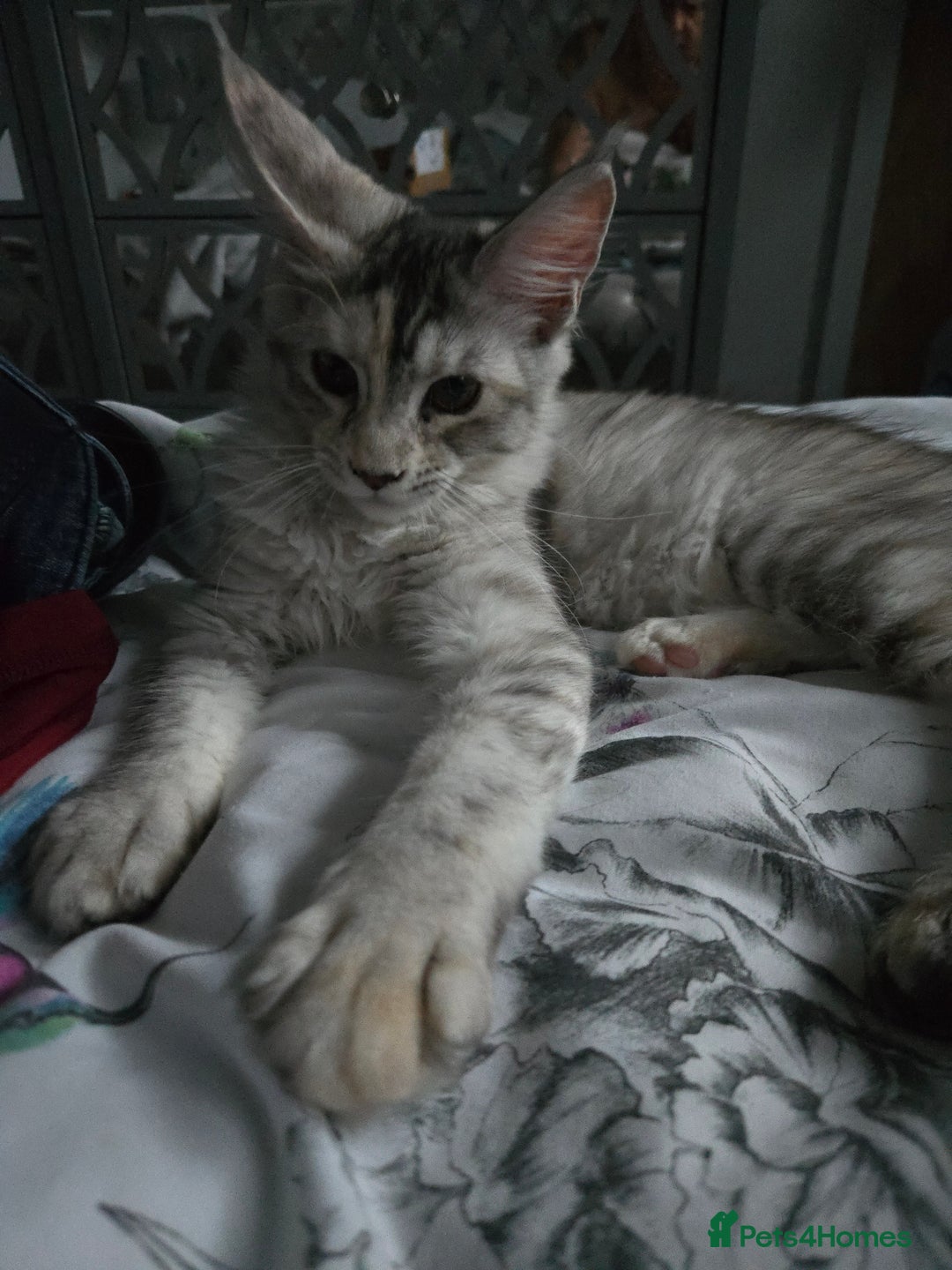 Maine Coon cats for sale: TICA REGISTERED PEDIGREE MAINE COON KITTEN'S - Image 7
