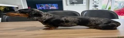 Miniature Dachshund dogs for sale: KC Reg Smooth Haired Miniature Dachshund Puppies - Advert 5