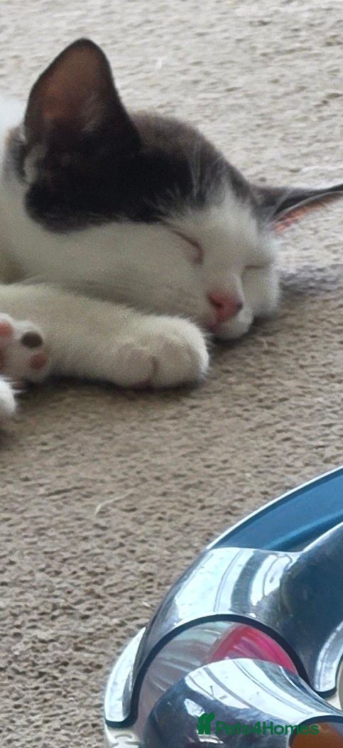 Mixed Breed cats VERY LAST PRICE REDUCTION   - Advert 7