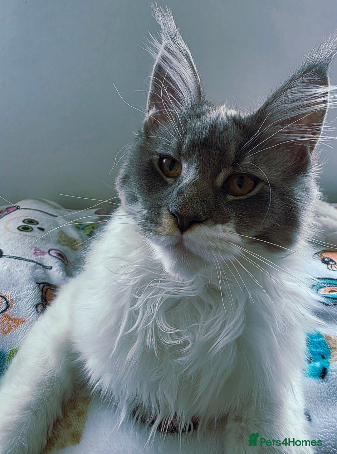 Maine Coon cats for sale: Pedigree MaineCoon Kitten/TICA  - Image 5