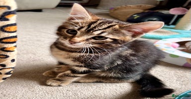 Mixed Breed cats - Advert 9