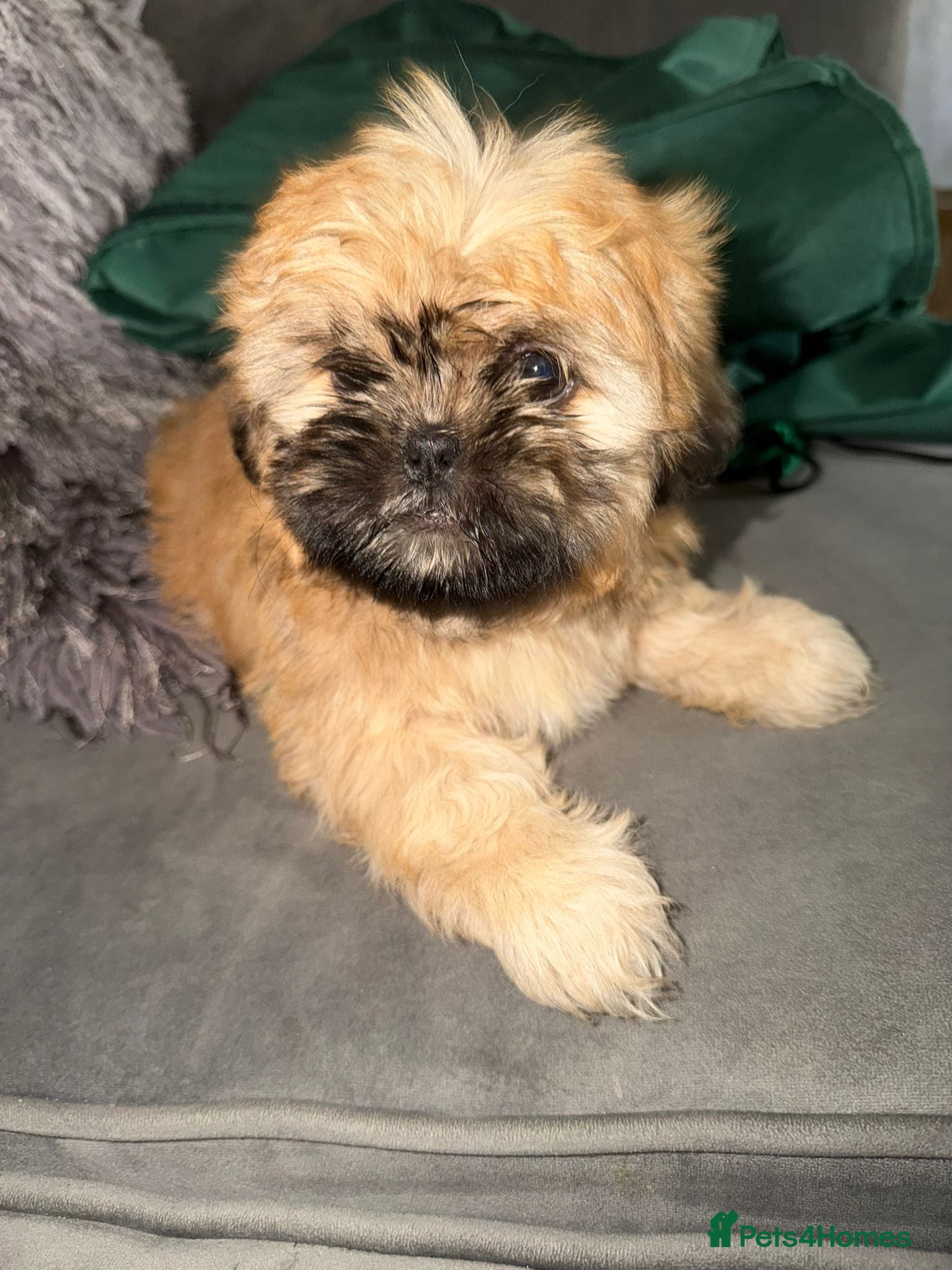 Shih Tzu dogs READY TO GO ! Gorgeous Shih Tzu's  - Advert 8