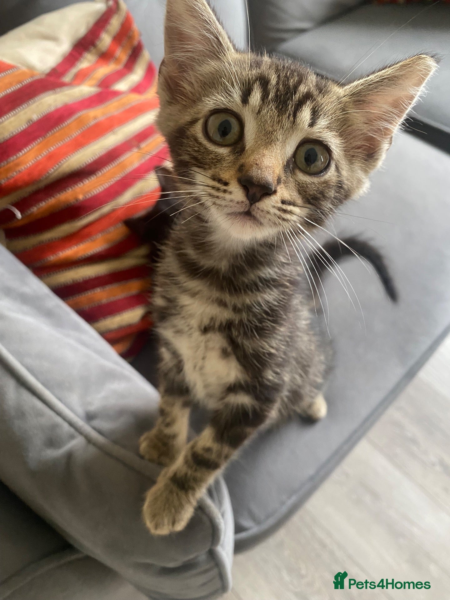 British Shorthair cats 💞 British shirt hair and tabby kittens available  - Advert 2