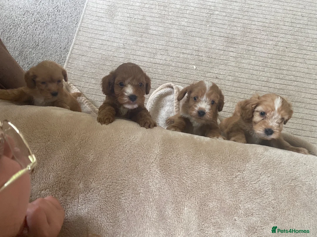 Cockapoo dogs for sale: F1 cockerpoo puppies  - Advert 2