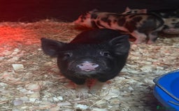 Pig livestock for sale: micro pigs - Image 9