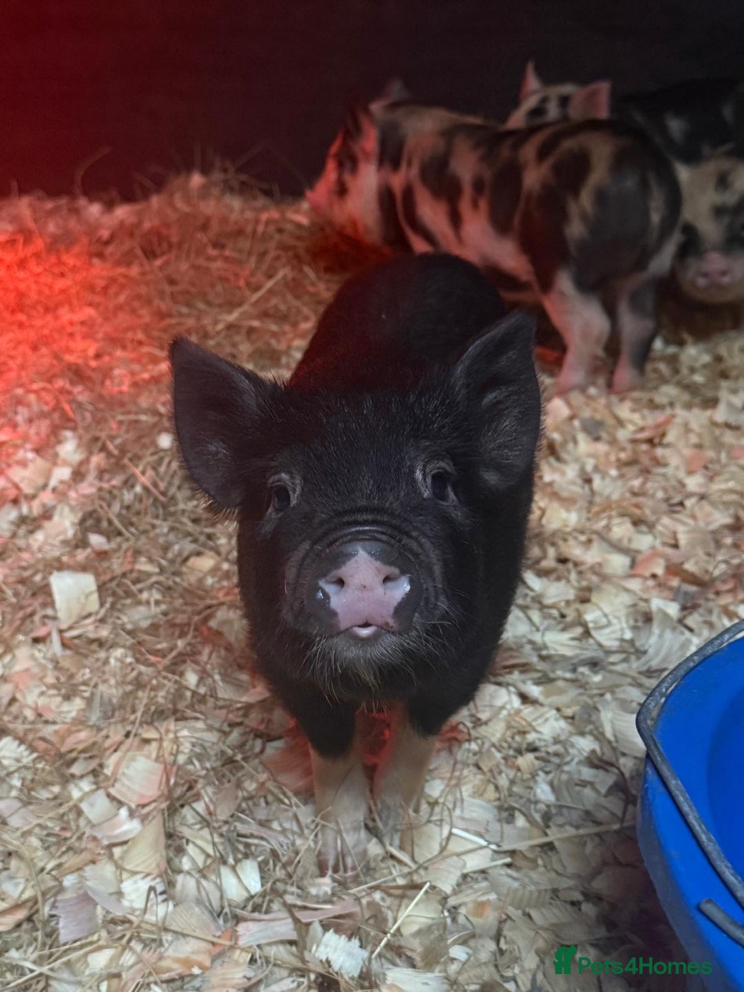Pig livestock for sale: micro pigs - Image 9