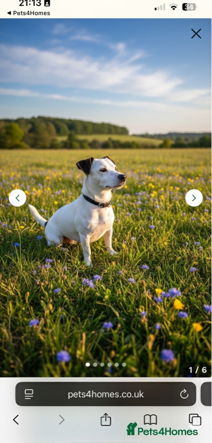 Jack Russell dogs JackRussell – 1.7 Old, Proven & Healthy in Maidstone - Advert 6