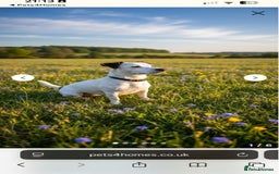 Jack Russell dogs for stud: JackRussell – 1 Year Old, Proven & Healthy in Maidstone - Advert 1