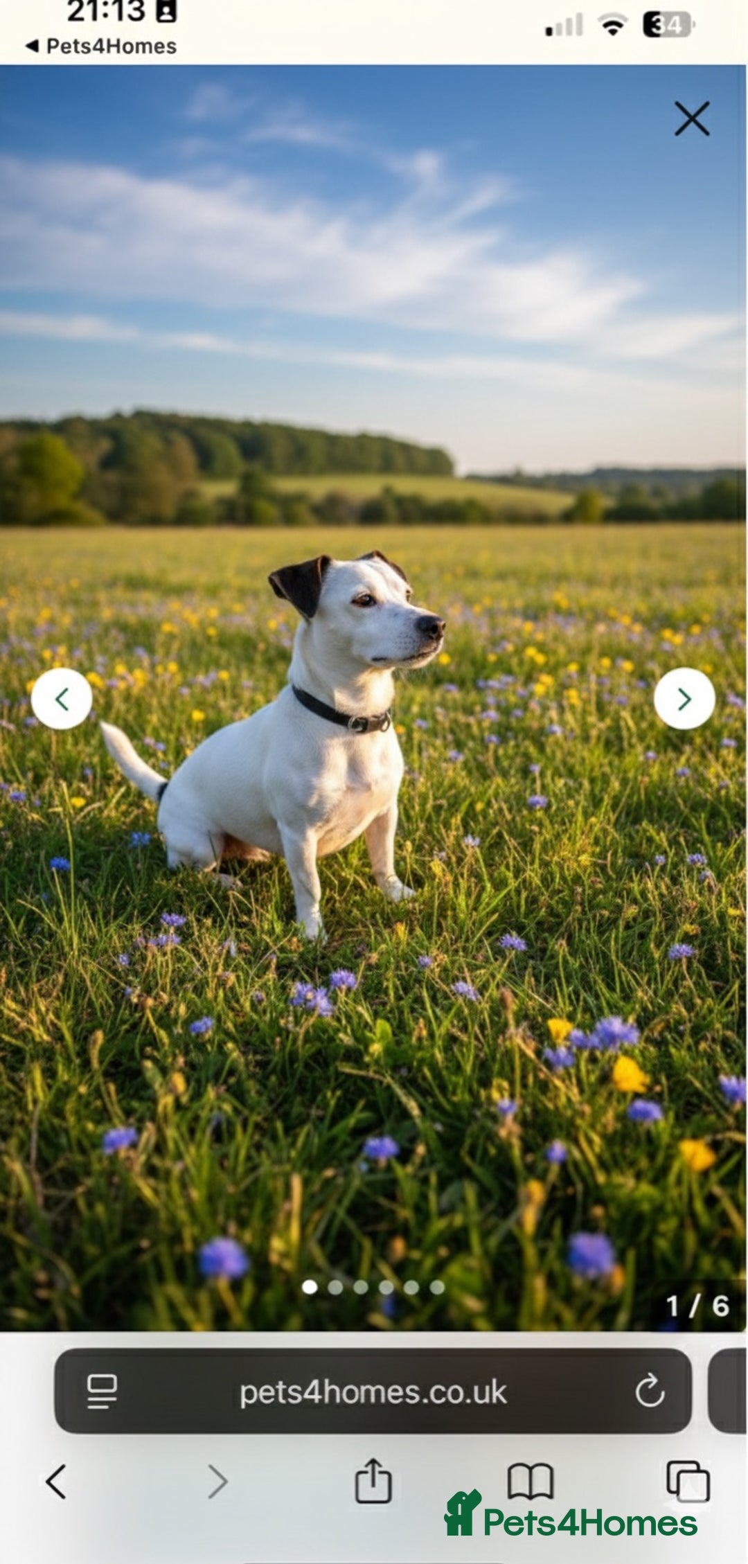Jack Russell dogs for stud: JackRussell – 1 Year Old, Proven & Healthy in Maidstone - Advert 1