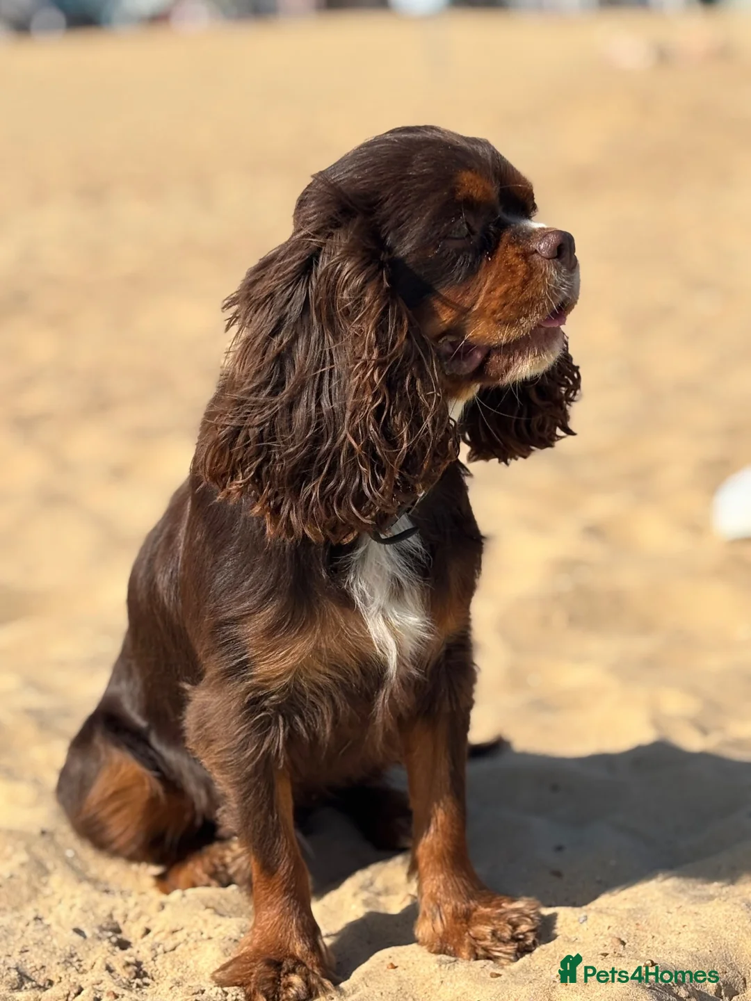 Cavapoo dogs for sale: 🤎Chocolate F1 ExtensivelyHealthTested  - Advert 2