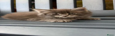 Maine Coon 4