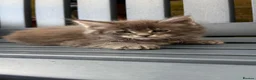 Maine Coon cats for sale: GCCF Fully Registered Maine Coon Kittens  - Advert 19