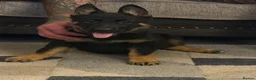 German Shepherd dogs for sale: Fully kc German Shepherd puppies  - Advert 4