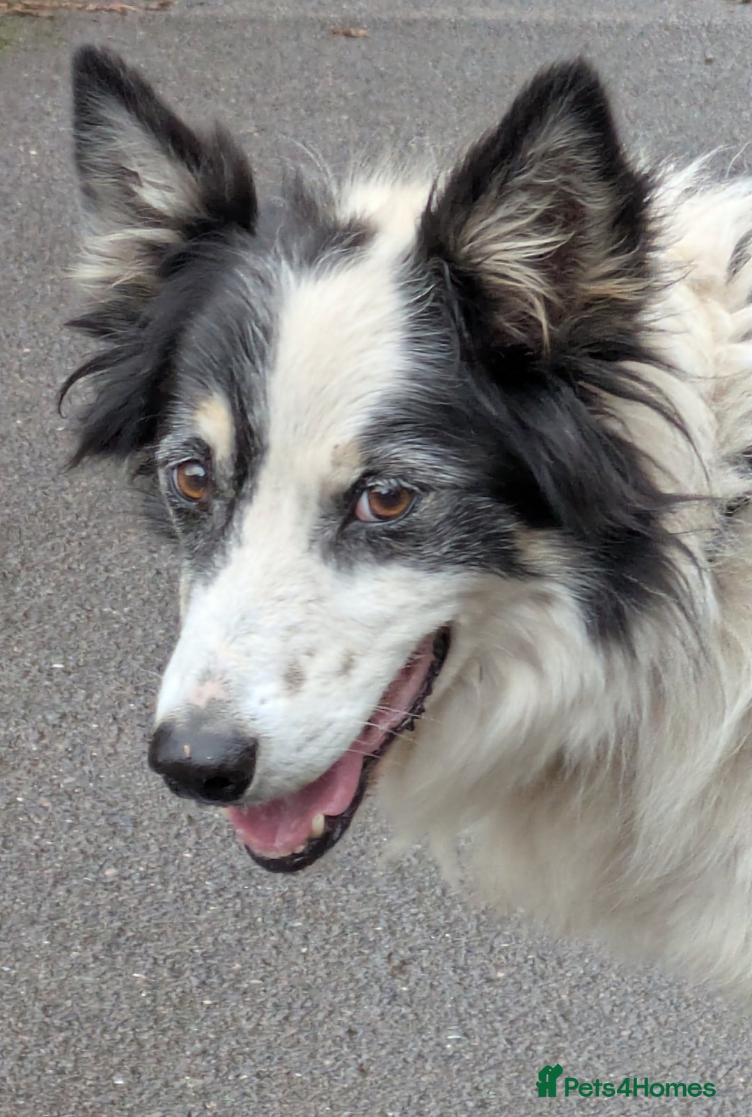 Border Collie dogs for adoption: Barney the Collie - Image 5