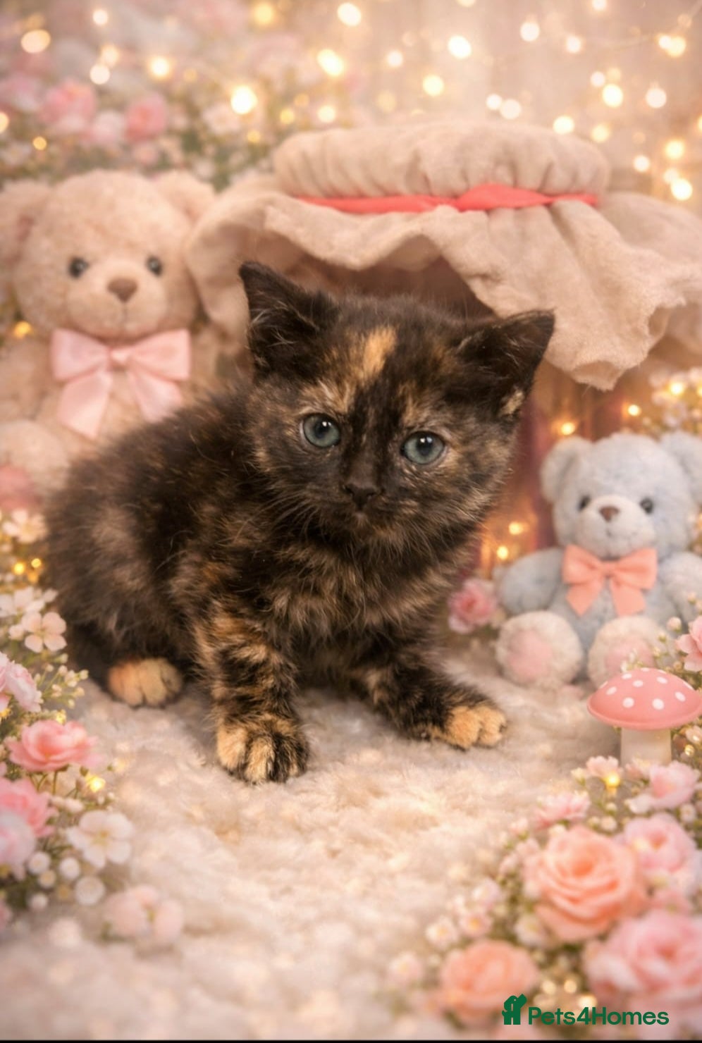 British Shorthair cats British shorthair boy - Advert 2