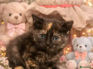 British Shorthair cats British shorthair boy - Advert 2