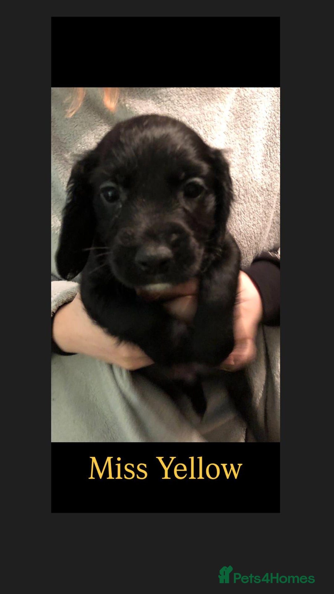 Cocker Spaniel dogs for sale: Cocker Spaniel puppies for sale - Advert 10