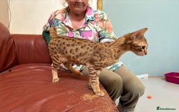 Savannah cats for sale: Cinnamon F4  savannah female & male kittens, TICA  in Spalding - Image 7