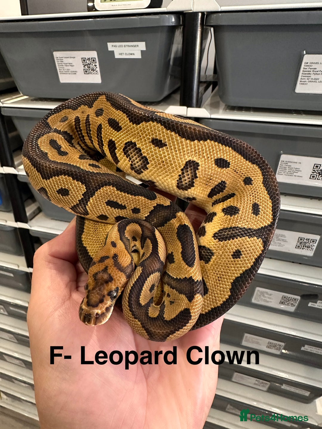 Python Snake reptiles for sale:  Royal Pythons for Sale  - Image 2