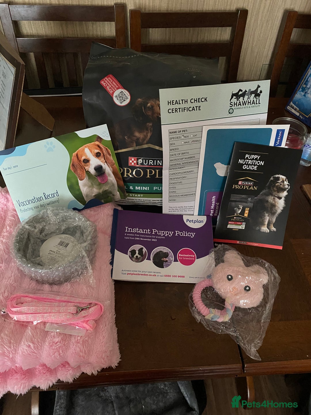 Cavapoo dogs for sale: Ready now, extensively health tested F1 cavapoo - Advert 3