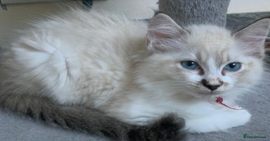 Ragdoll cats - Advert 2
