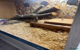 Python Snake reptiles for sale: Python for sale with tank - Image 3